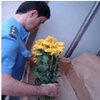 Хризантемы, зараженные трипсом, уничтожены в аэропорту